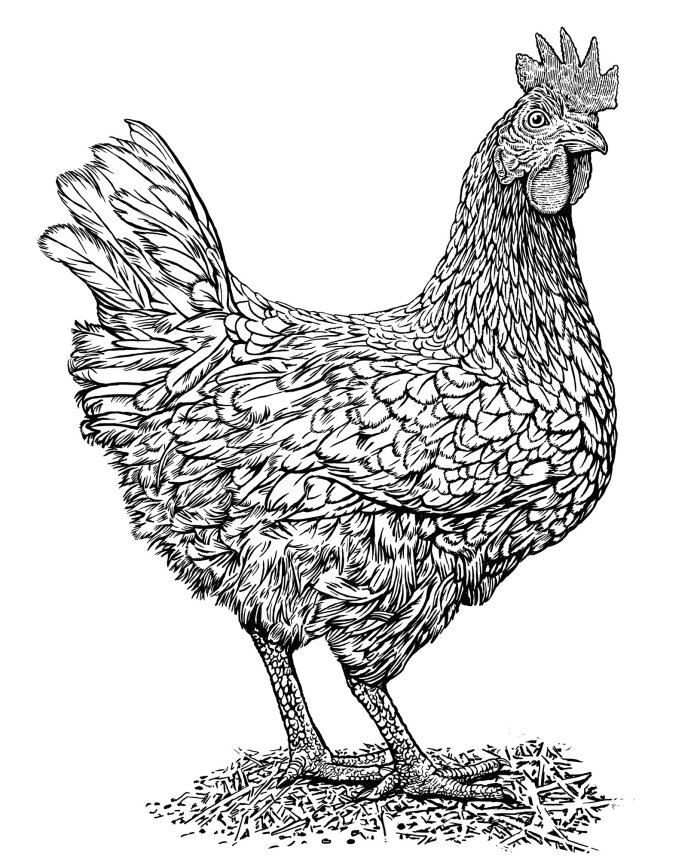A hen is shown in black and white