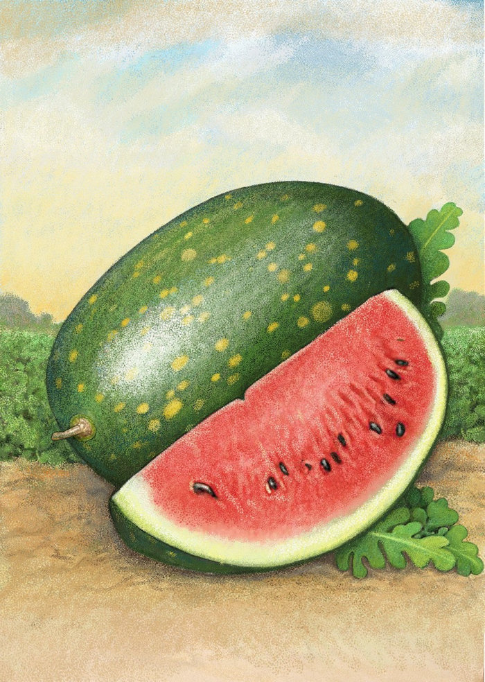 Watermelon rendered in watercolors
