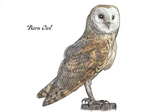 Wood engraving art of "Barn Owl"
