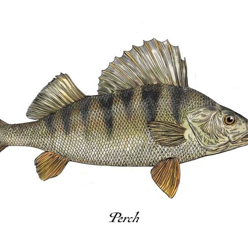 Realism art depicting a perch fish