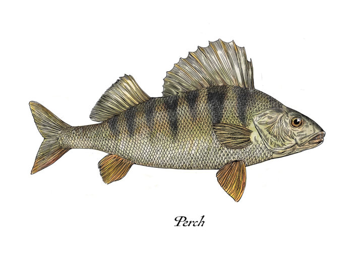 Realism art depicting a perch fish