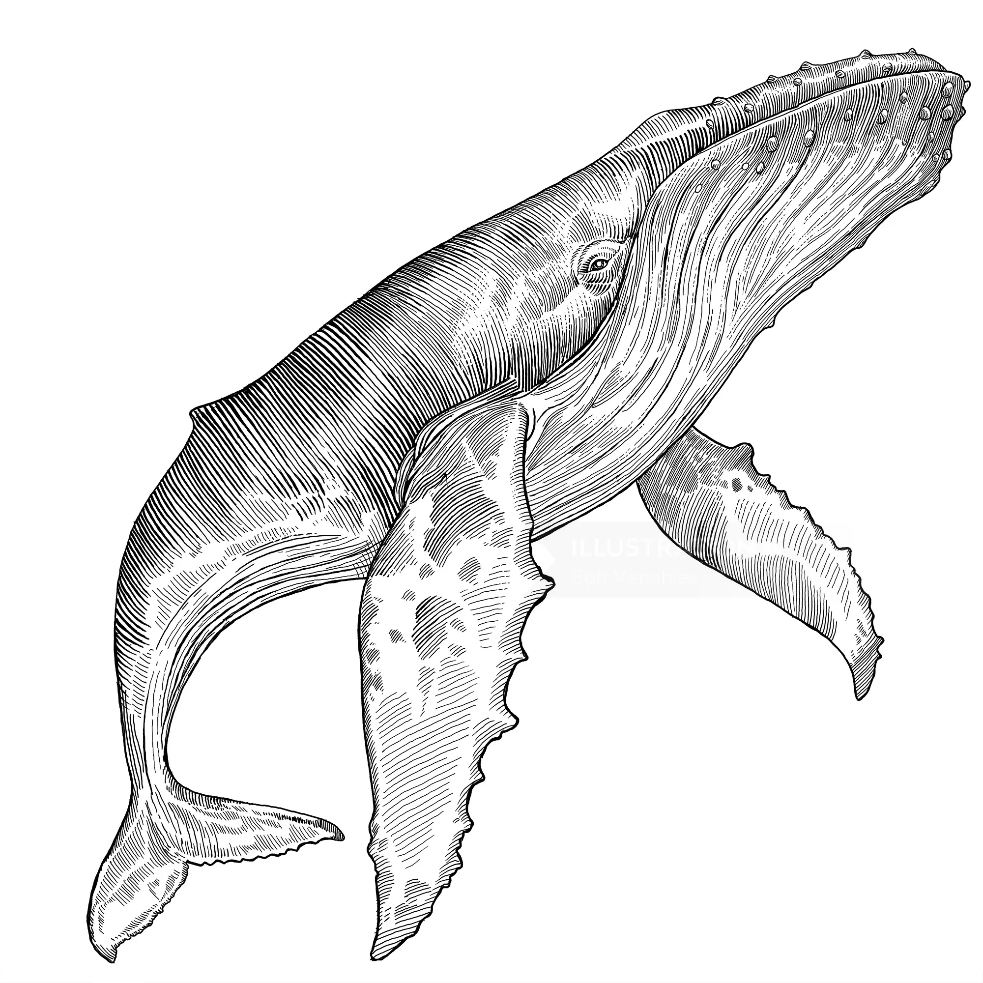 Black and white detailed drawing of a humpback whale