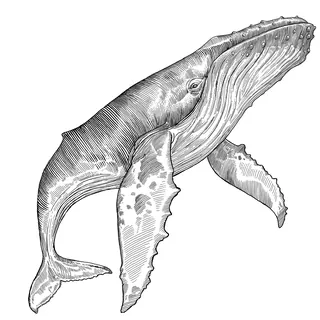 Black and white detailed drawing of a humpback whale