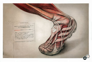 Ilustración médica de la pierna humana