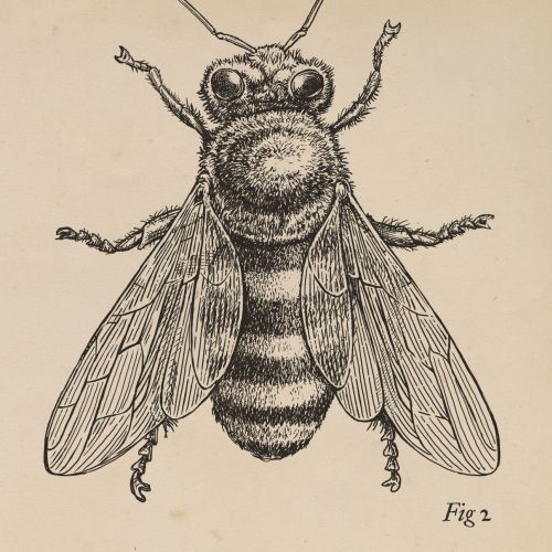Line art of Insect Honey Bee