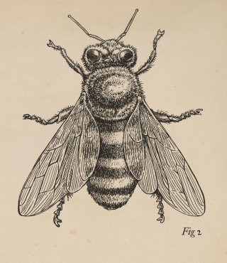昆虫ミツバチの線画