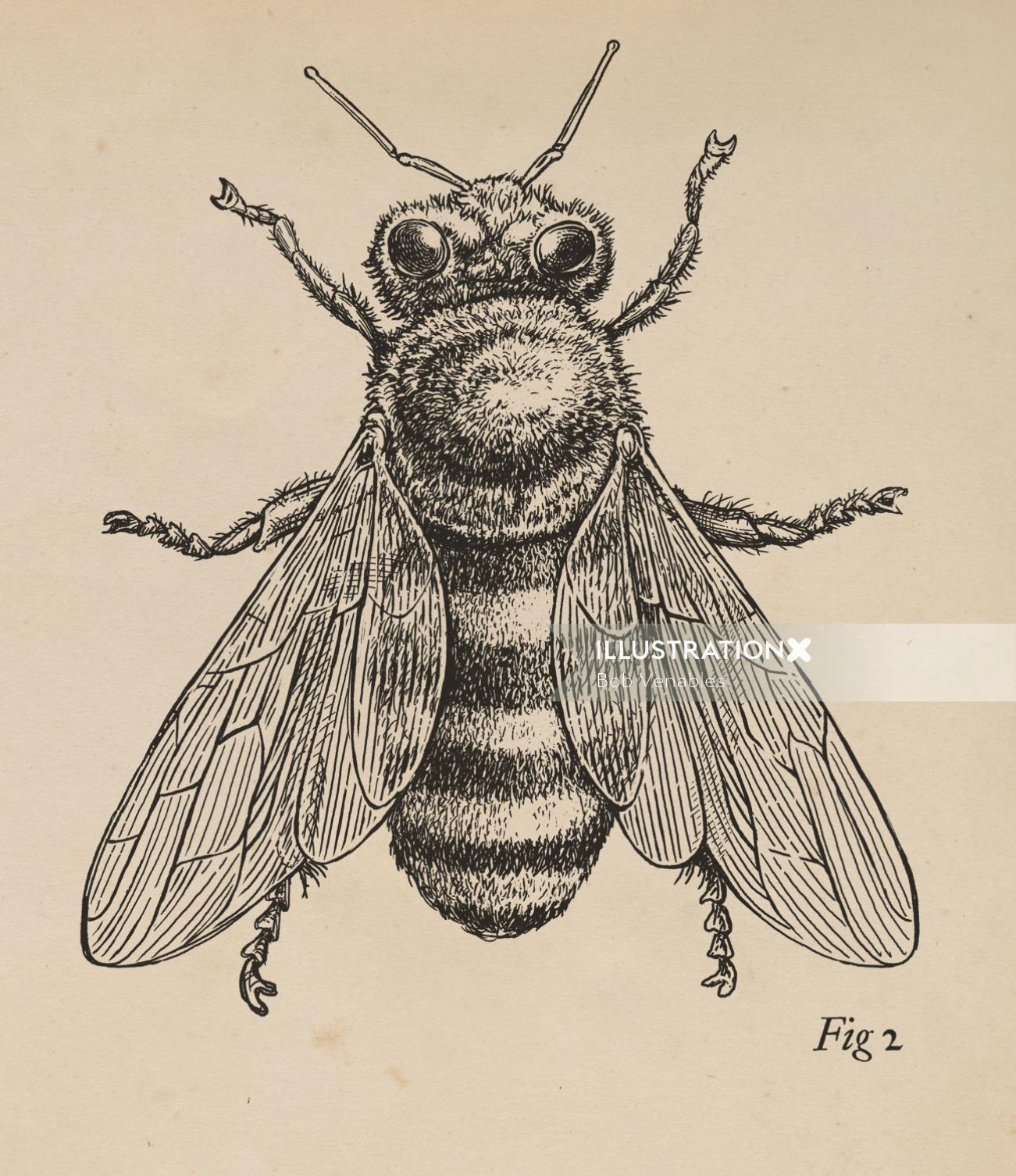 昆虫ミツバチの線画