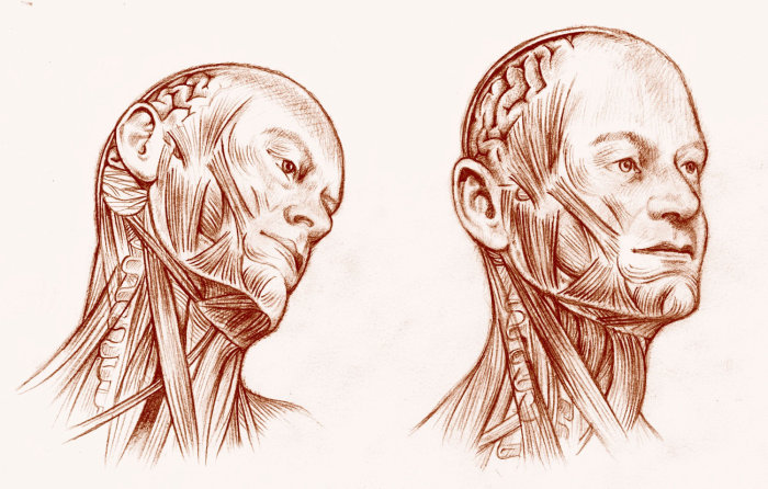 Human Head figure digital art