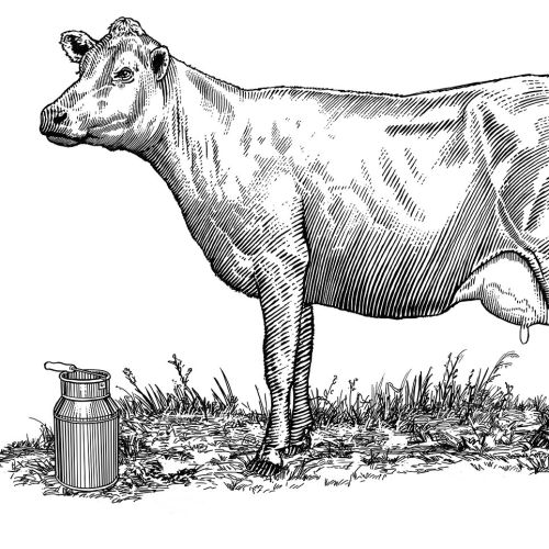 Line art of Animal Cow