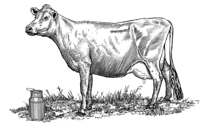 Line art of Animal Cow