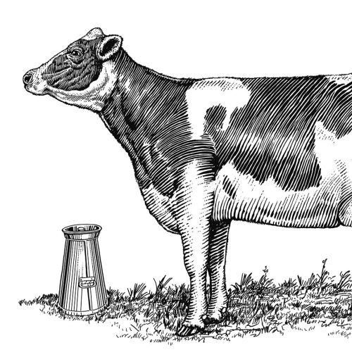 Black and white illustration of Dairy Cow