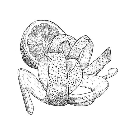 Black and white illustration of Orange fruit