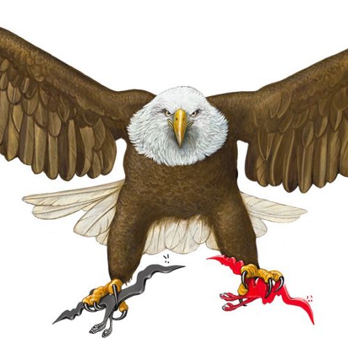 Flying Bald Eagle illustration