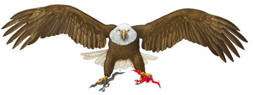 Ilustração da águia careca voadora