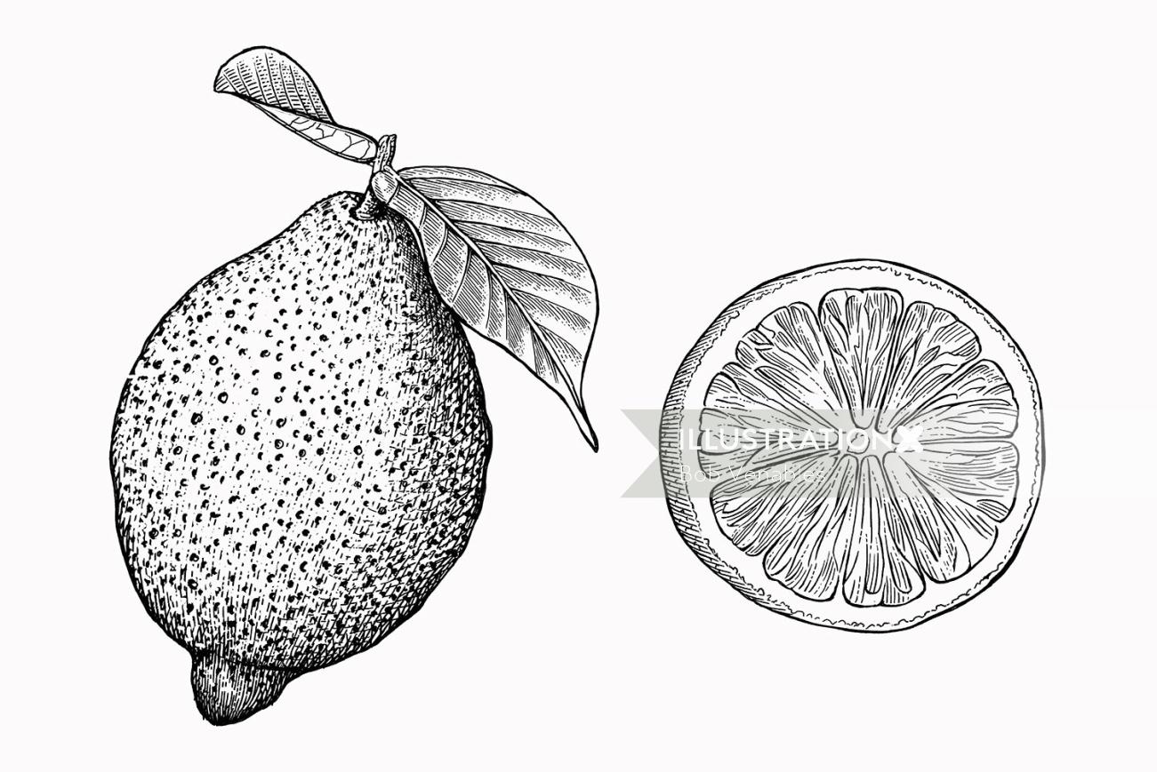 Ilustração em preto e branco de frutas pera e laranja