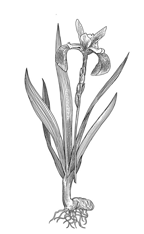 Ilustração em preto e branco da flor com bandeira azul
