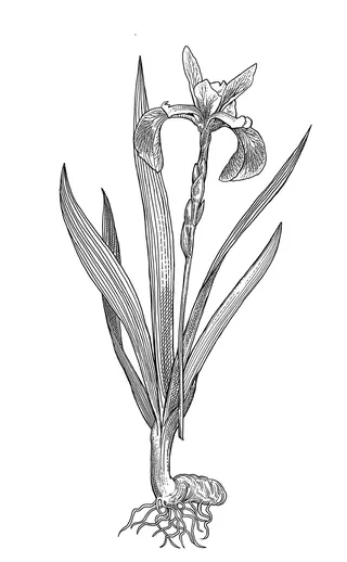 Blue Flag flower black and white illustration