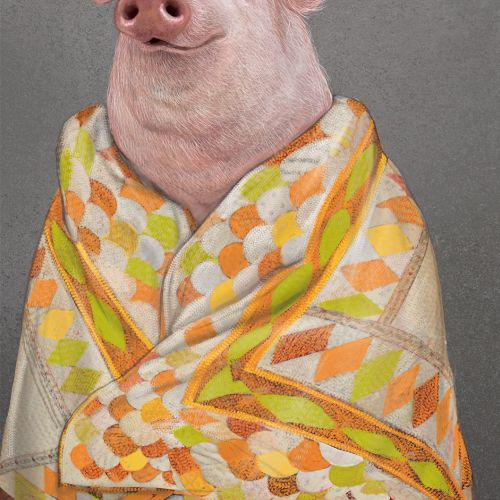 Animal Pig portrait