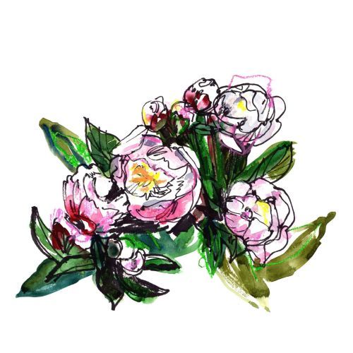 Watercolour painting of peonies