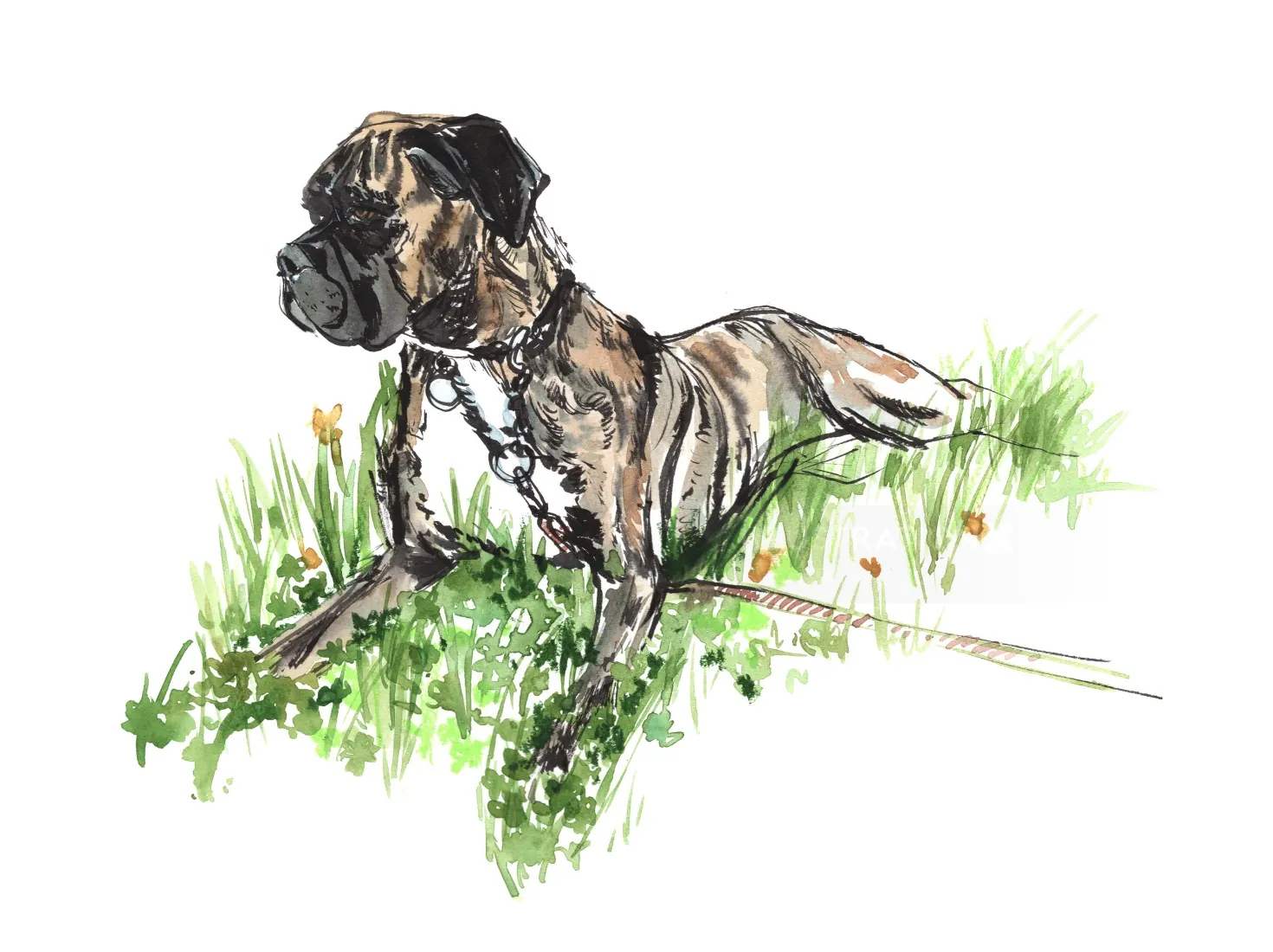 Aquarellzeichnung eines Mastiffs, der auf einer Wiese liegt (von Briana Kranz)