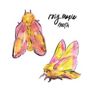 Rosy maple moth illustrated in watercolor and ink by Briana Kranz