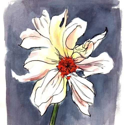 White flower with red center watercolor painting on dark background