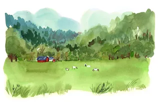 Car driving on a green field near forest with sheep grazing