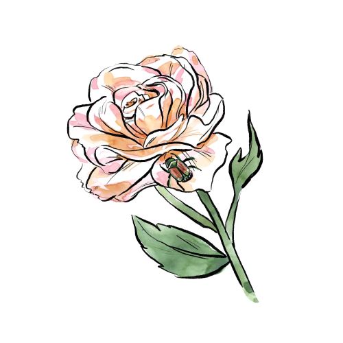 Delicate pink rose illustration with green leaves by Briana Kranz