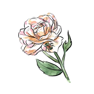 Delicate pink rose illustration with green leaves by Briana Kranz