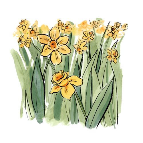 Briana Kranz Botanical Illustrator from United States