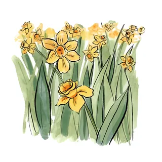 Yellow daffodil flowers with green leaves illustration by Briana Kranz