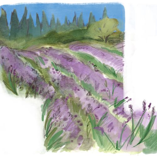 Watercolor painting of lavender field under a blue sky by Briana Kranz