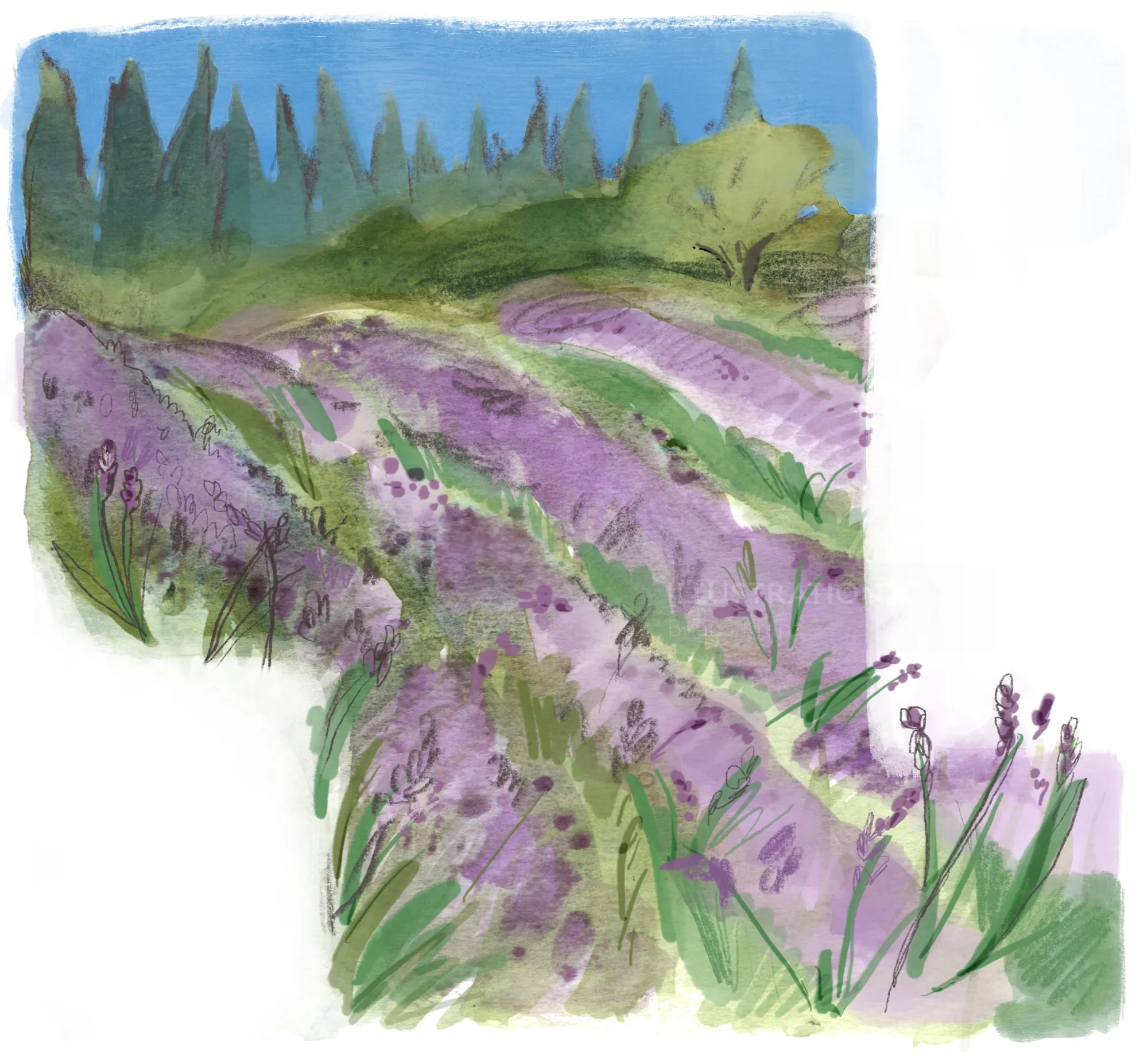 Aquarellgemälde eines Lavendelfelds unter blauem Himmel von Briana Kranz