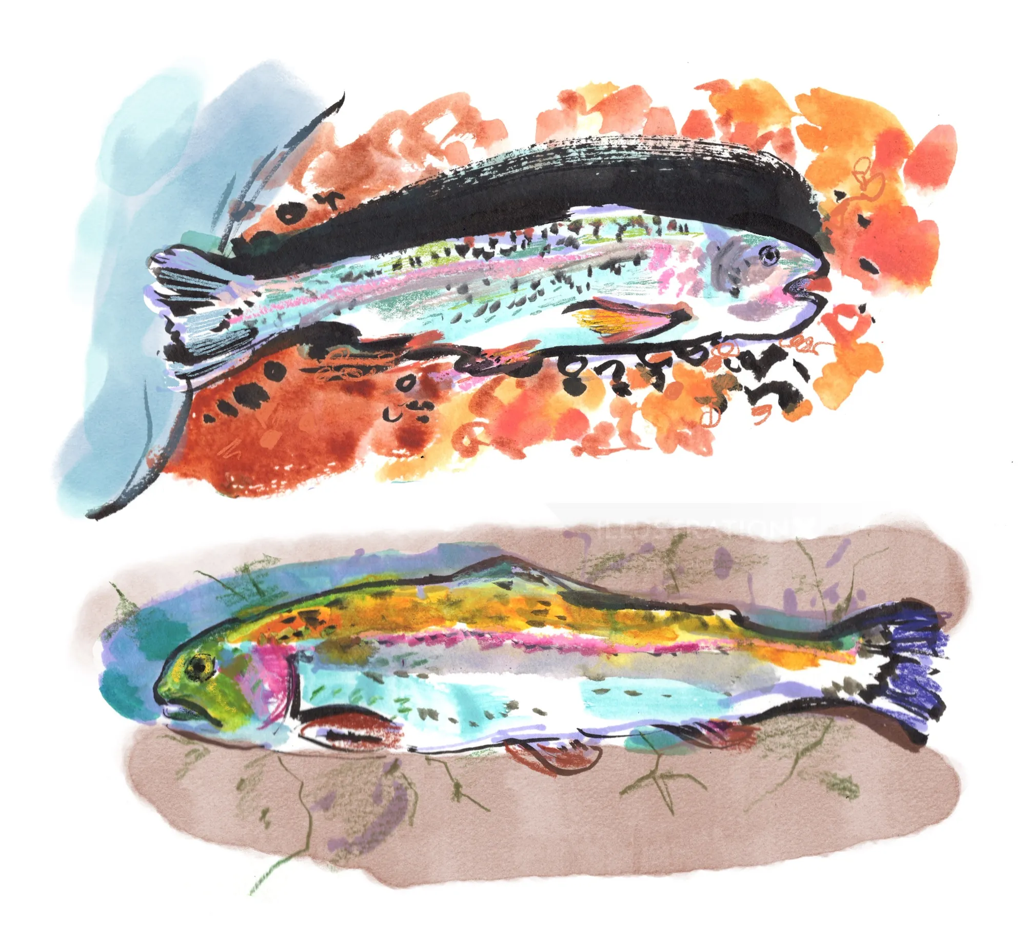 Mixed media illustration of two colorful trout fish by Briana Kranz