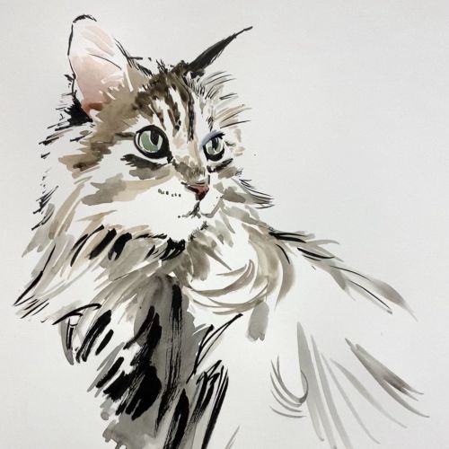 Ink and watercolor sketch of a long-haired cat by Briana Kranz