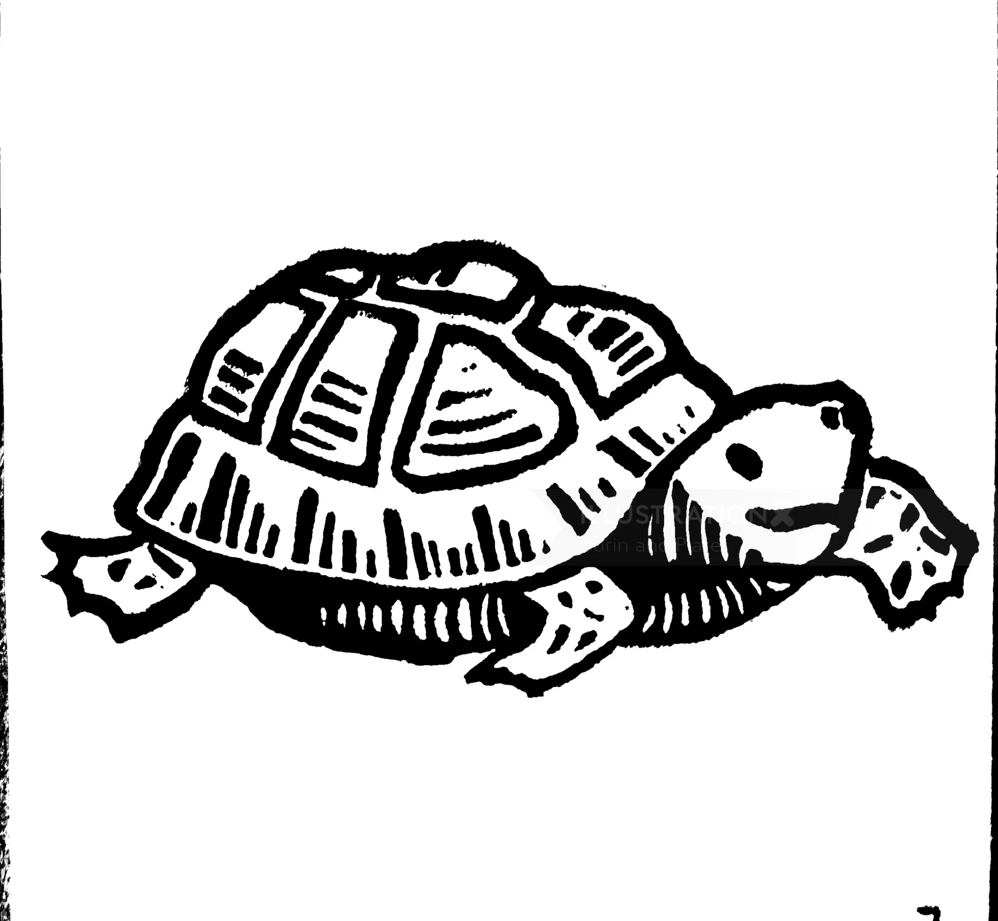 Tortoise linocut illustration by Burin and Plate