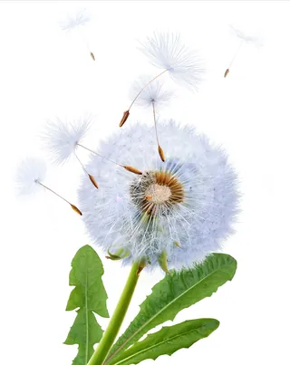 Dandelion flower with seeds blowing away by artist CUBE