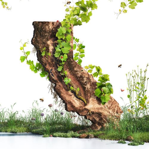 Grapevine shaped like California with green leaves and bees