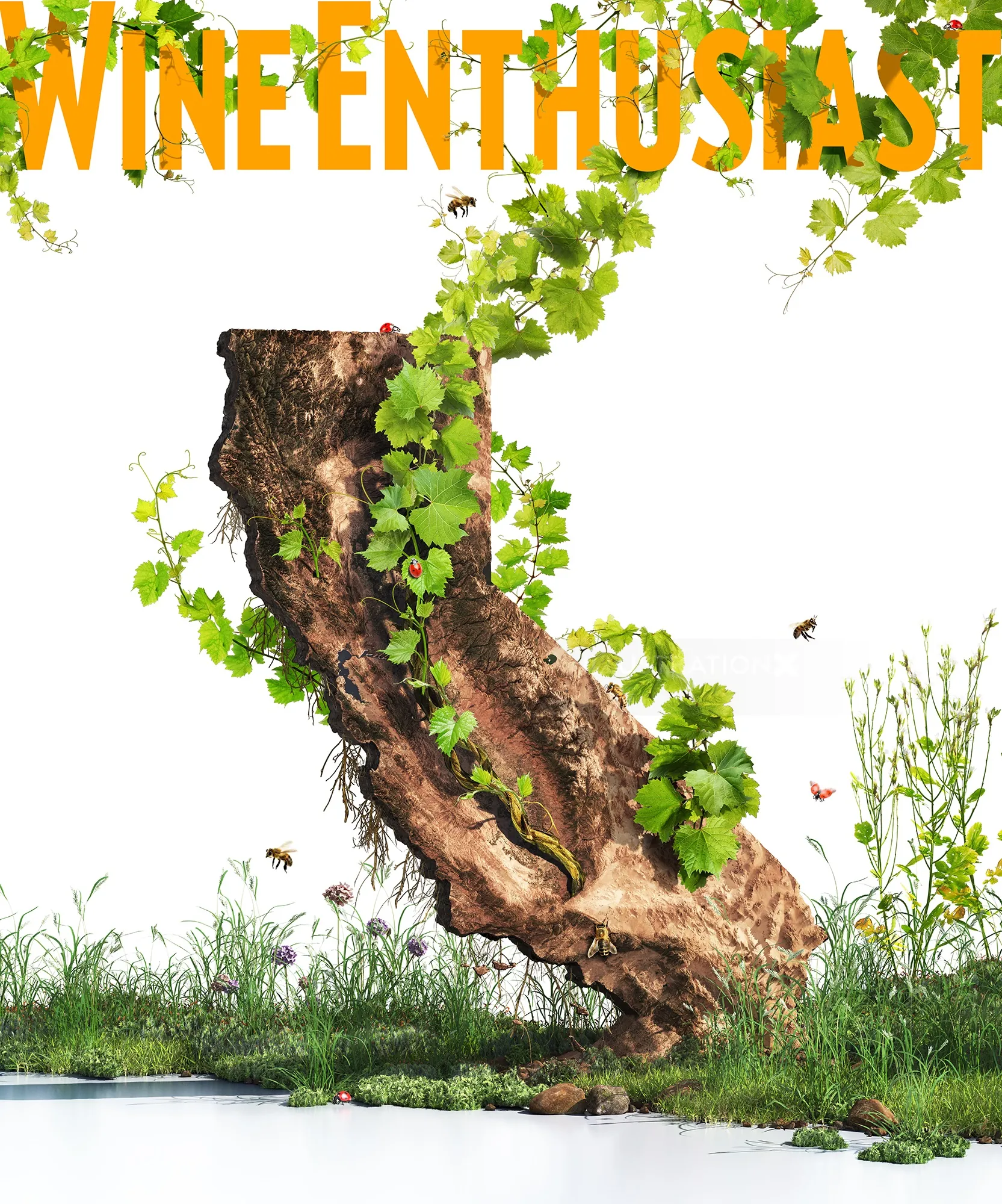 Grapevine shaped like California with green leaves and bees
