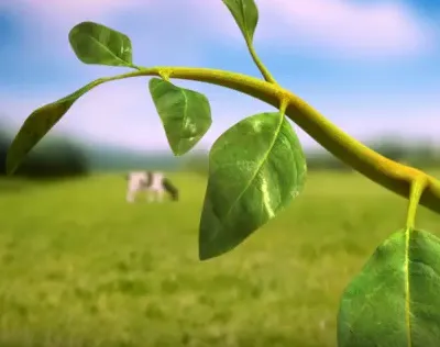 cham digital animation