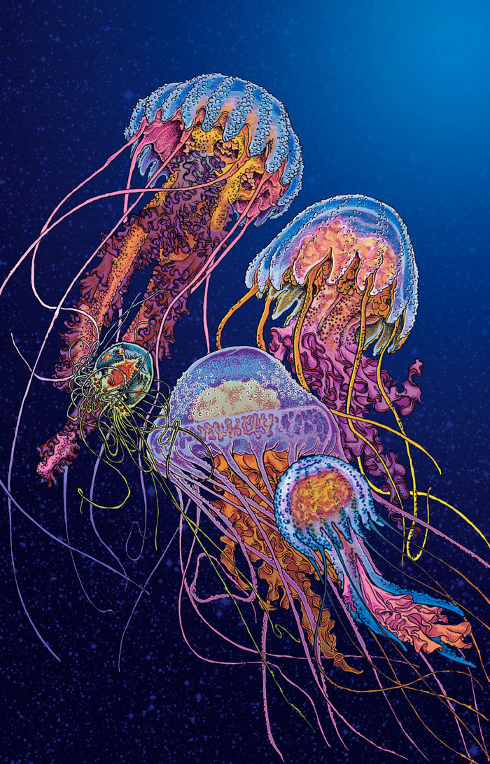 バレアレス諸島大学の Jellyfish 限定版ポスター