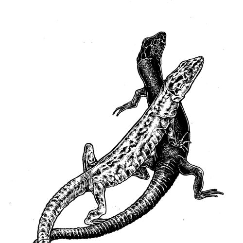 Mallorca and Ibiza mating in black and white sketch
