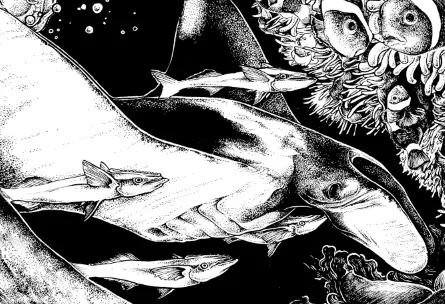 Illustration of a hammerhead shark swimming with fish by Carles Garcia O'Dowd