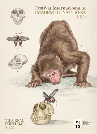 Monkey examining skull with insect, graphite and digital art by Carolina Zambrano