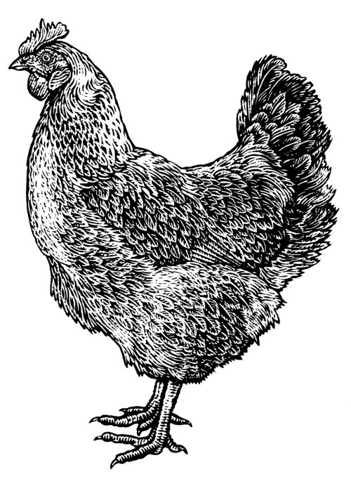 鸡的插图