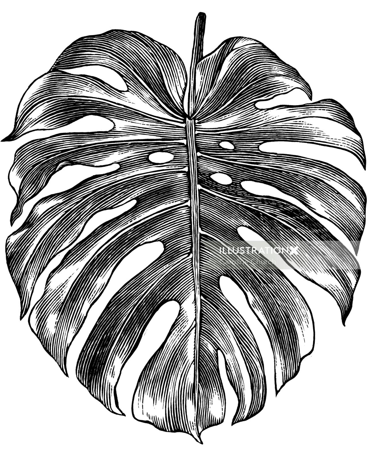 Monstera leaf illustration