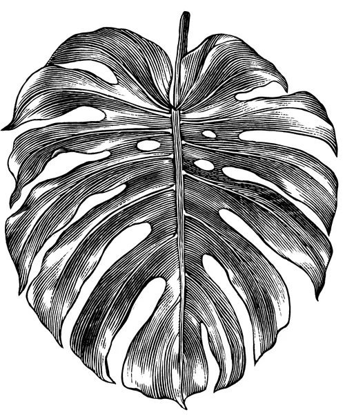 Black and white Monstera leaf illustration by Caroline Church