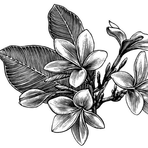 Plumeria illustration
