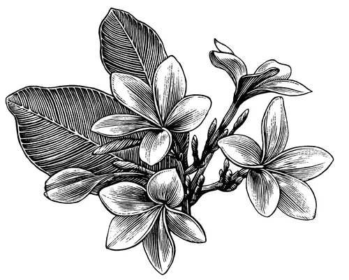 Black and white plumeria flower illustration by Caroline Church