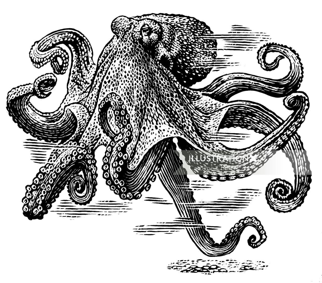 Black and white illustration of Octopus